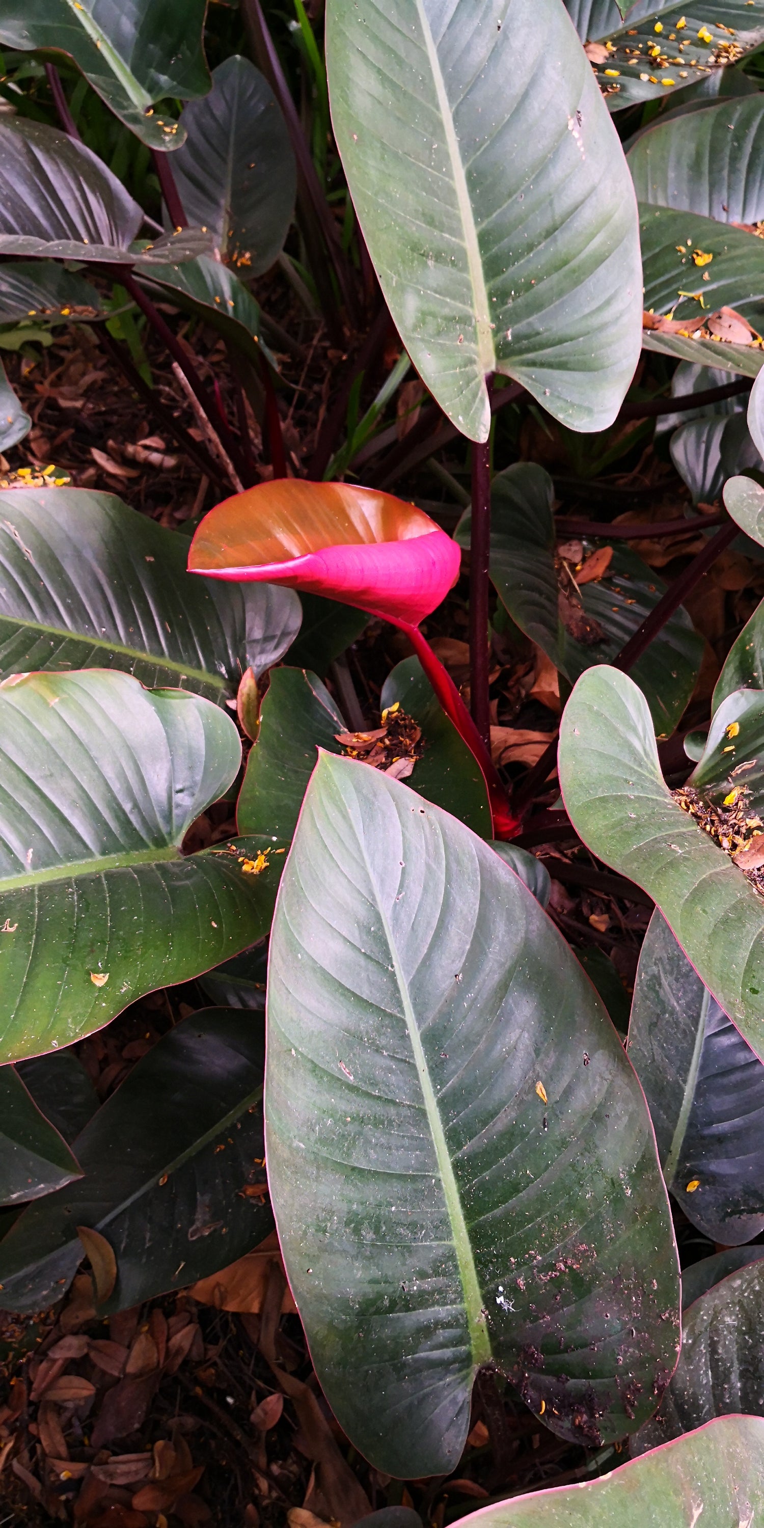 6" Philodendron Erubescens plant photo