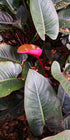 6" Philodendron Erubescens plant photo