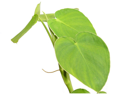 4" Philodendron Rugosum plant photo