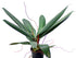 4" Philodendron Ruizii plant photo