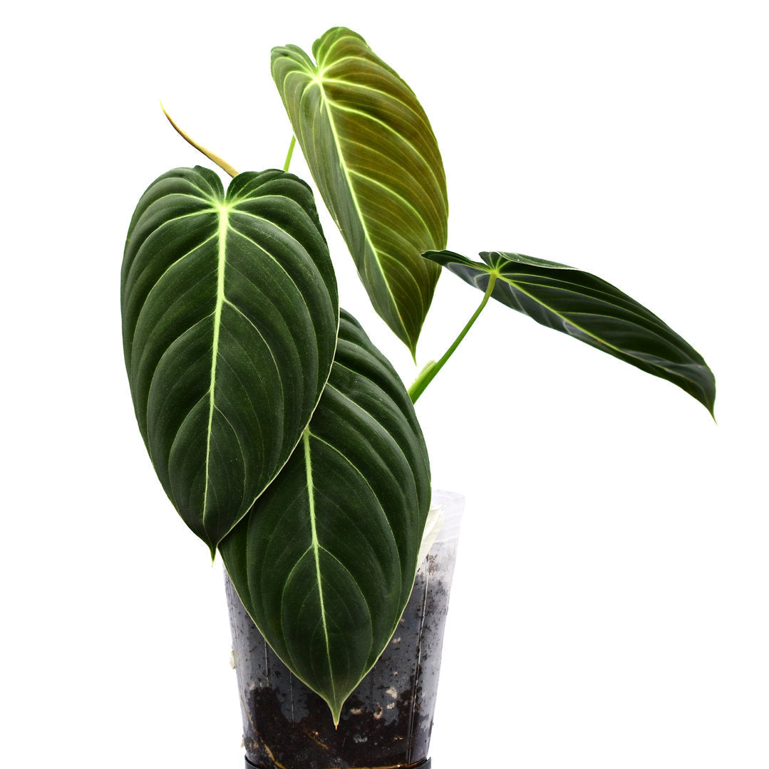 4" Philodendron Black Gold plant photo