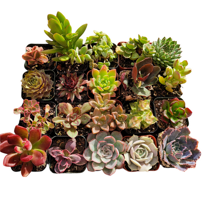 2" Succulent plant photo