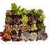 2" Succulent plant photo