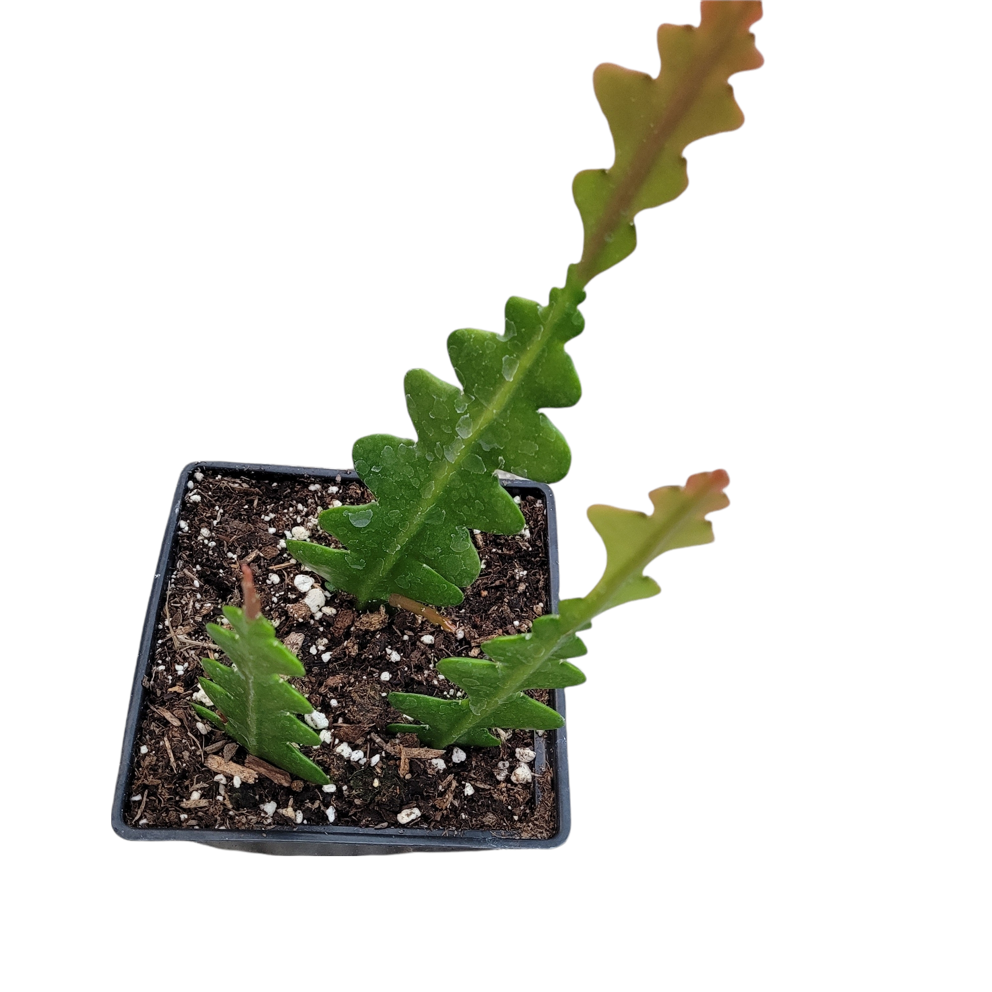 4" Cactus Fishbone plant photo