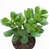 4" Jade plant photo