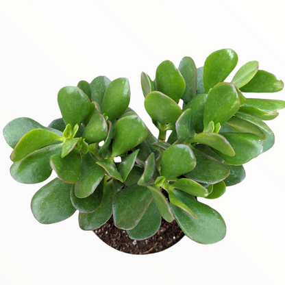6" Jade plant photo