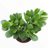 6" Jade plant photo
