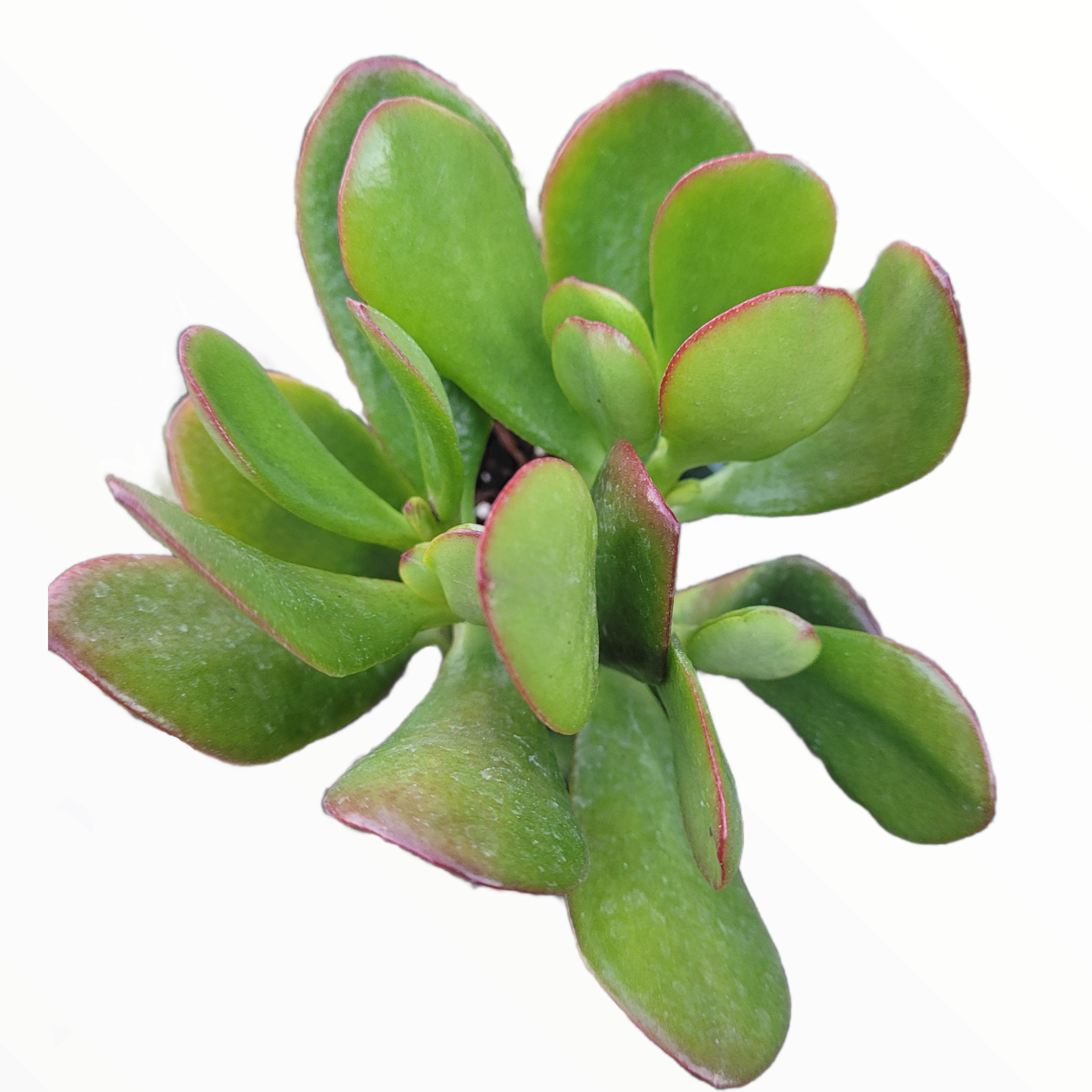 2" Jade plant photo