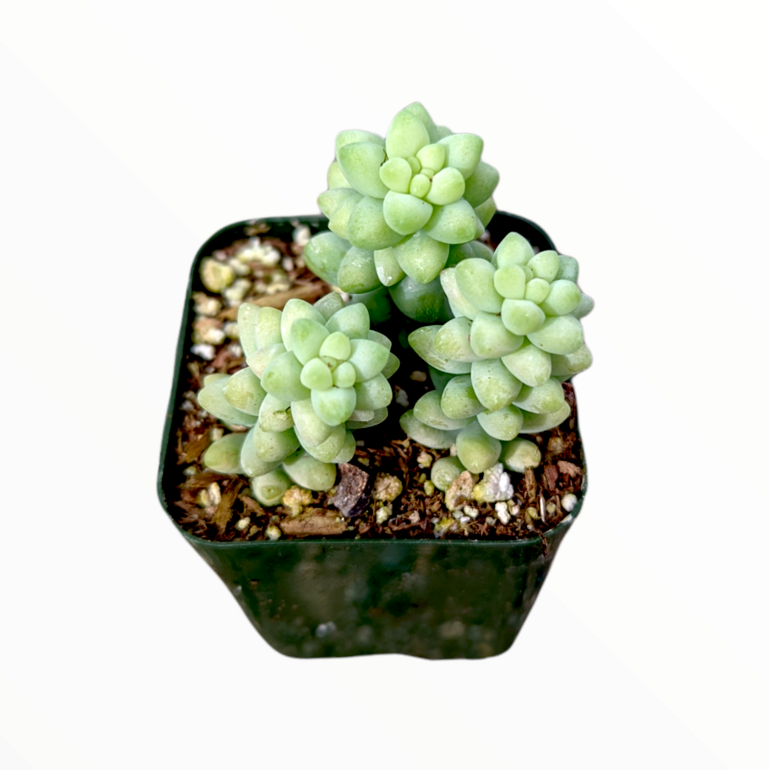 Angelina Sedum 1qt plant photo