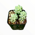 Angelina Sedum 1qt plant photo