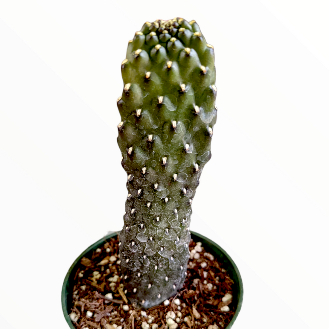 3" Cactus Opuntia plant photo