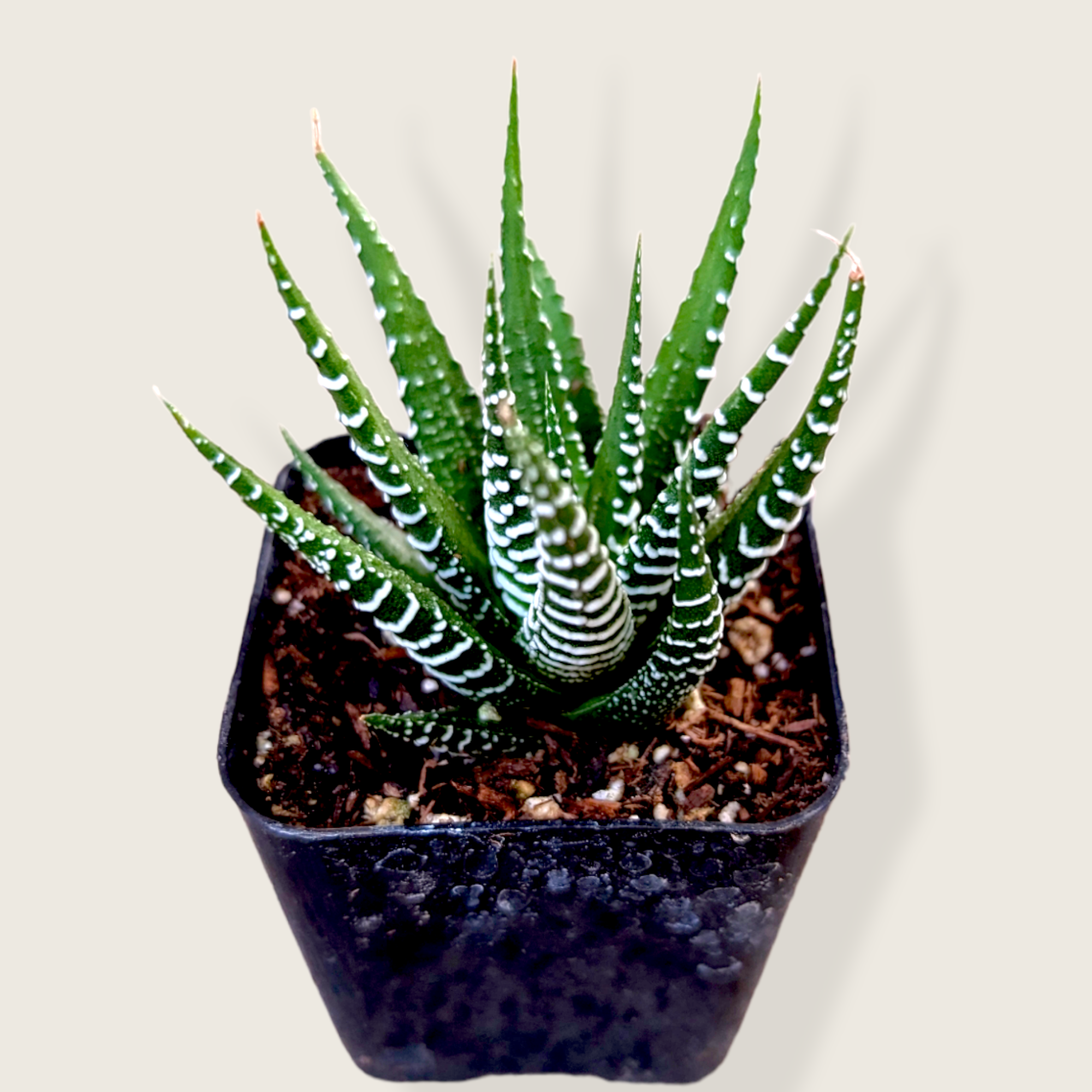 2" Haworthia plant photo