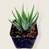 2" Haworthia plant photo