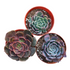 4" Succulent plant photo
