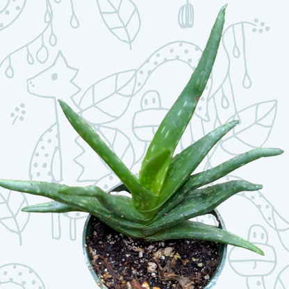 6" Aloe Vera plant photo