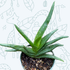 6" Aloe Vera plant photo