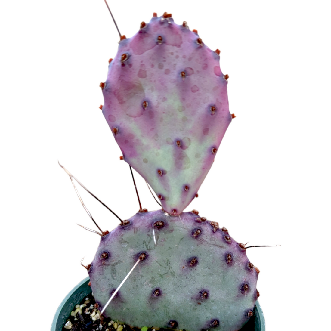 4" Cactus Opuntia Varg. plant photo