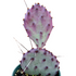 6" Cactus Prickly Pear plant photo