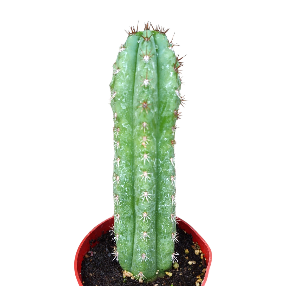 4" Cactus San Pedro plant photo