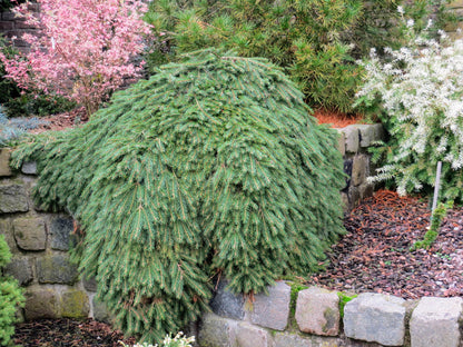 Spruce &