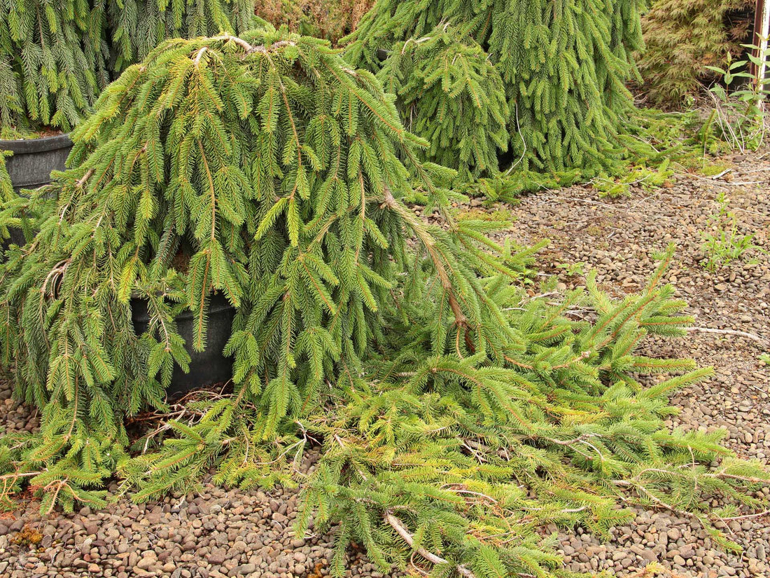 Spruce &