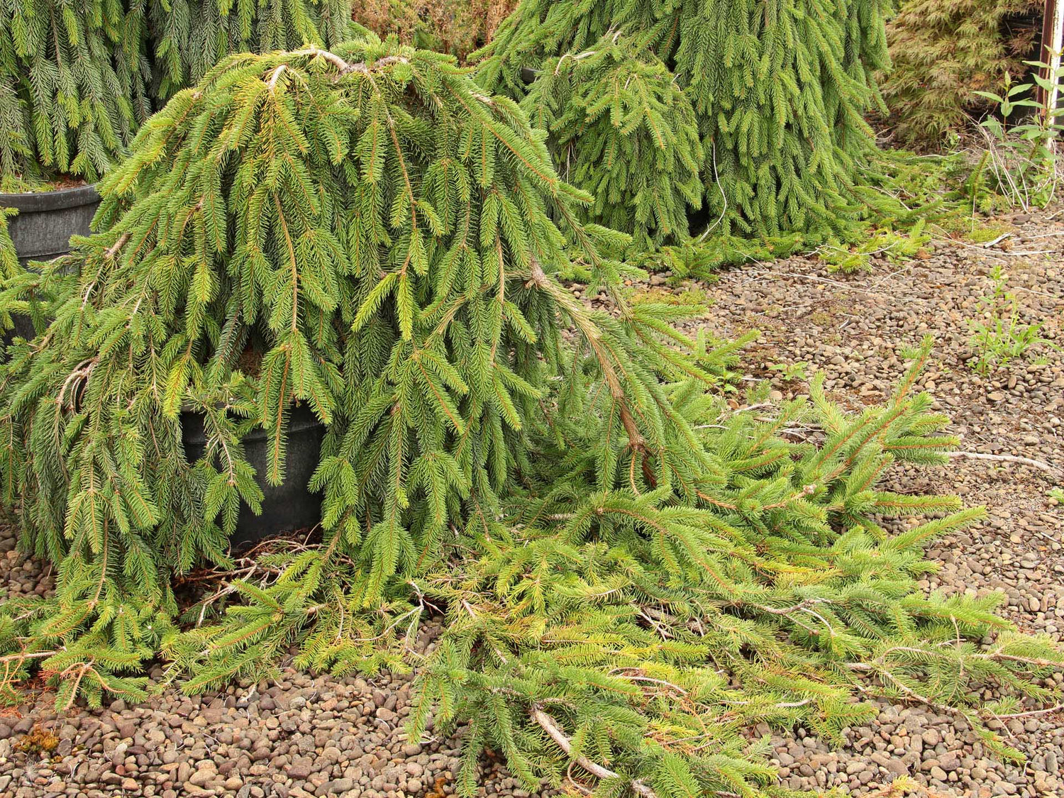Spruce &