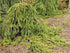Spruce &