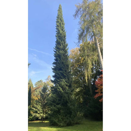 Spruce &