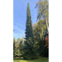 Spruce &