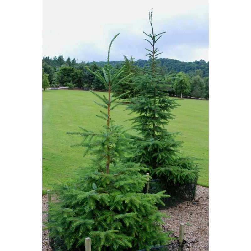 Spruce Serbian plant photo
