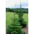 Spruce Serbian plant photo