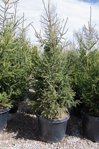 Spruce &