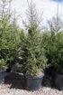 Spruce &