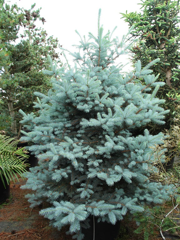Spruce &
