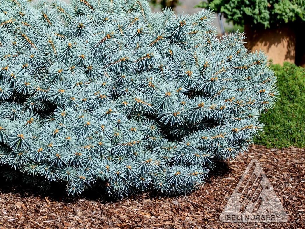 Spruce &