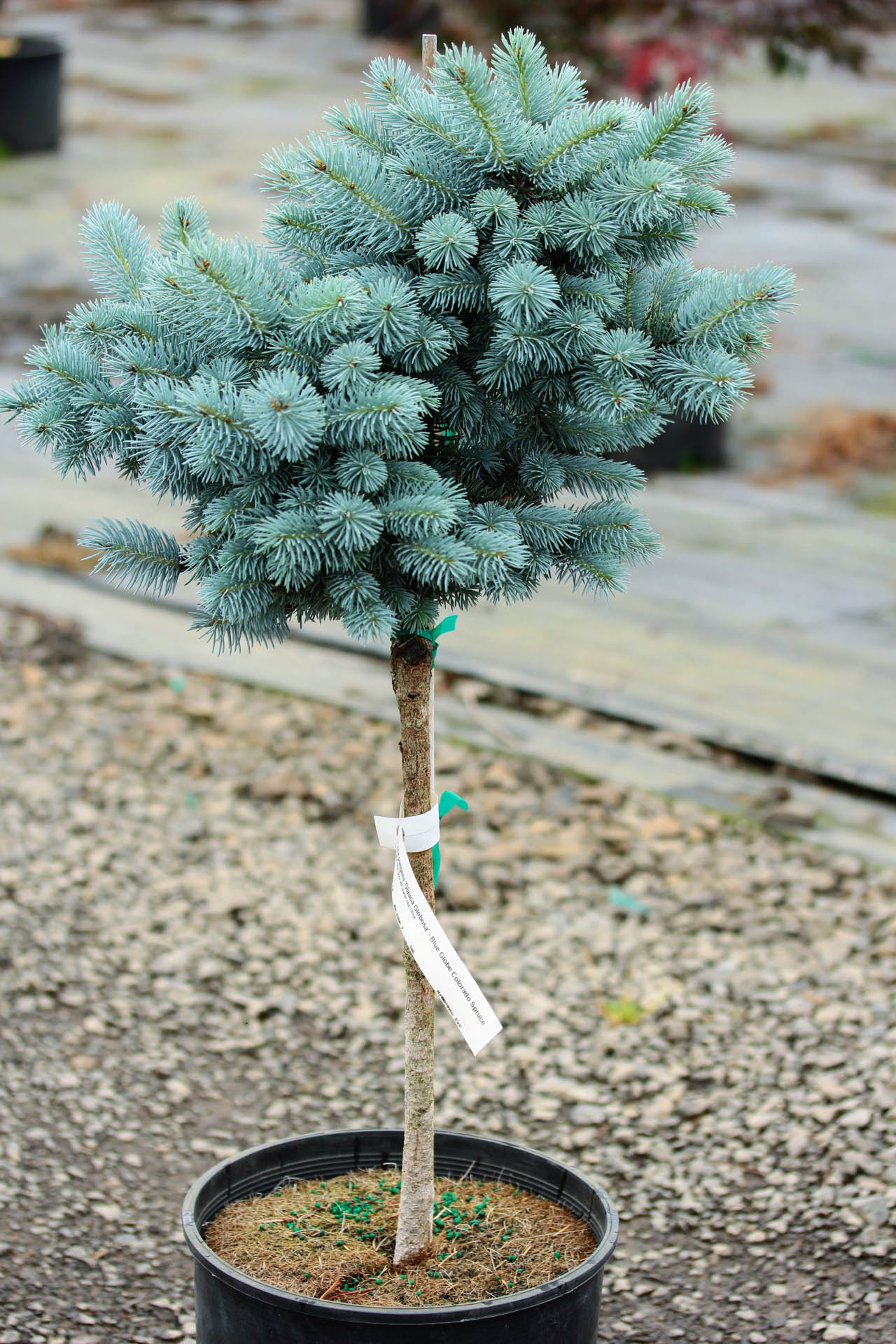 Spruce &