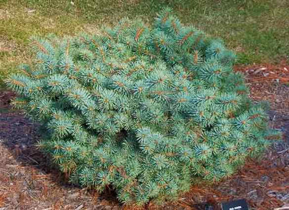 Spruce &