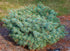 Spruce &