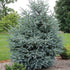 Spruce &