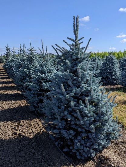 Spruce &