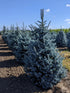 Spruce &