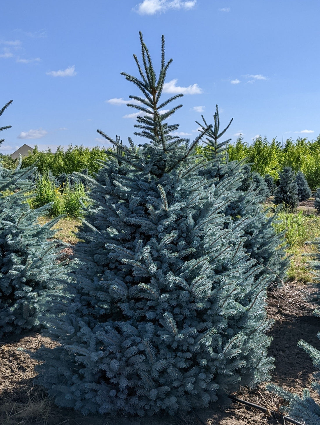 Spruce &