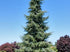 Spruce &