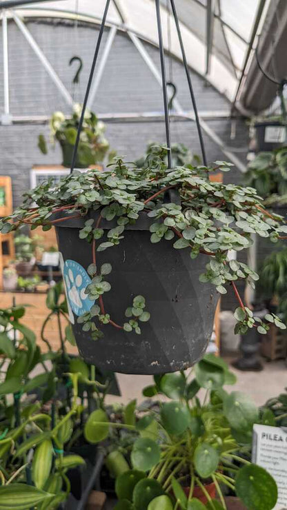 Pilea Aquamarine