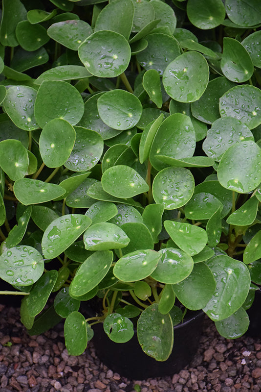 Pilea Peperomioides plant photo