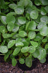 Pilea Peperomioides plant photo