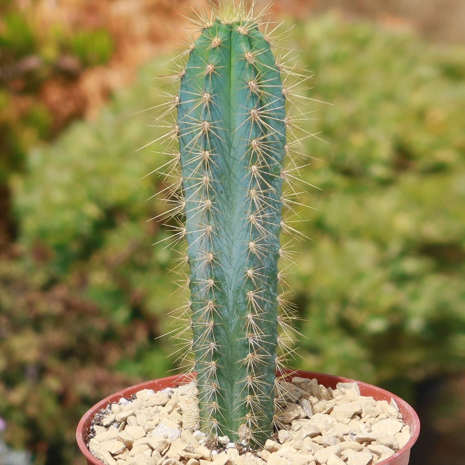 8" Cactus Pilocereus Azures plant photo
