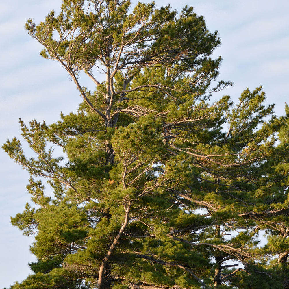 Pine &