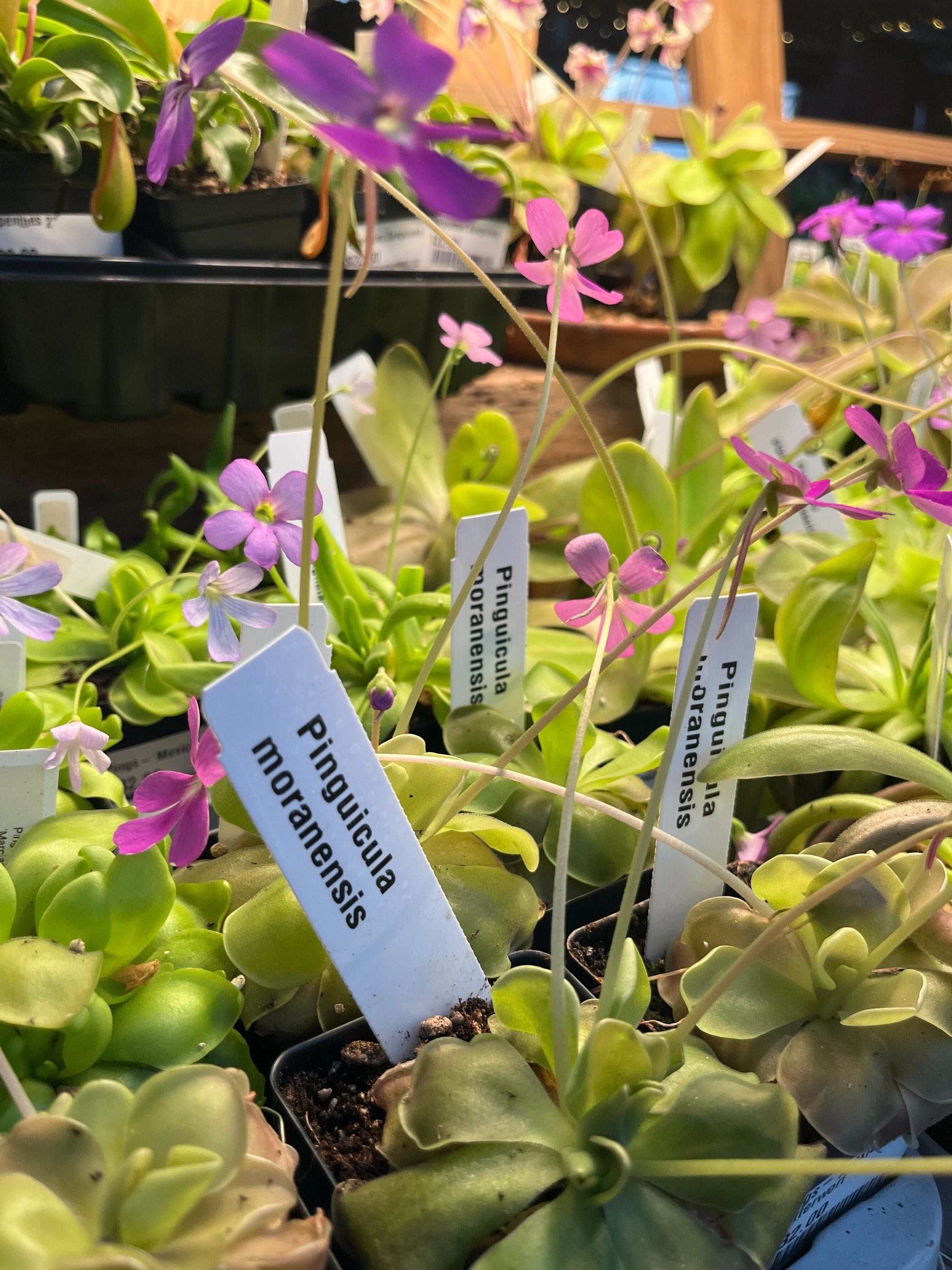 3" Pinguicula