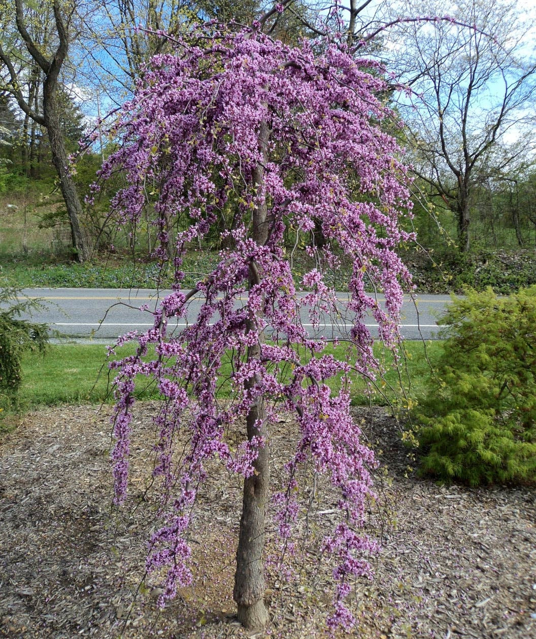 Redbud &